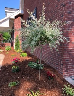 Silver-leaf ornamental tree in a fresh mulch bed against brick