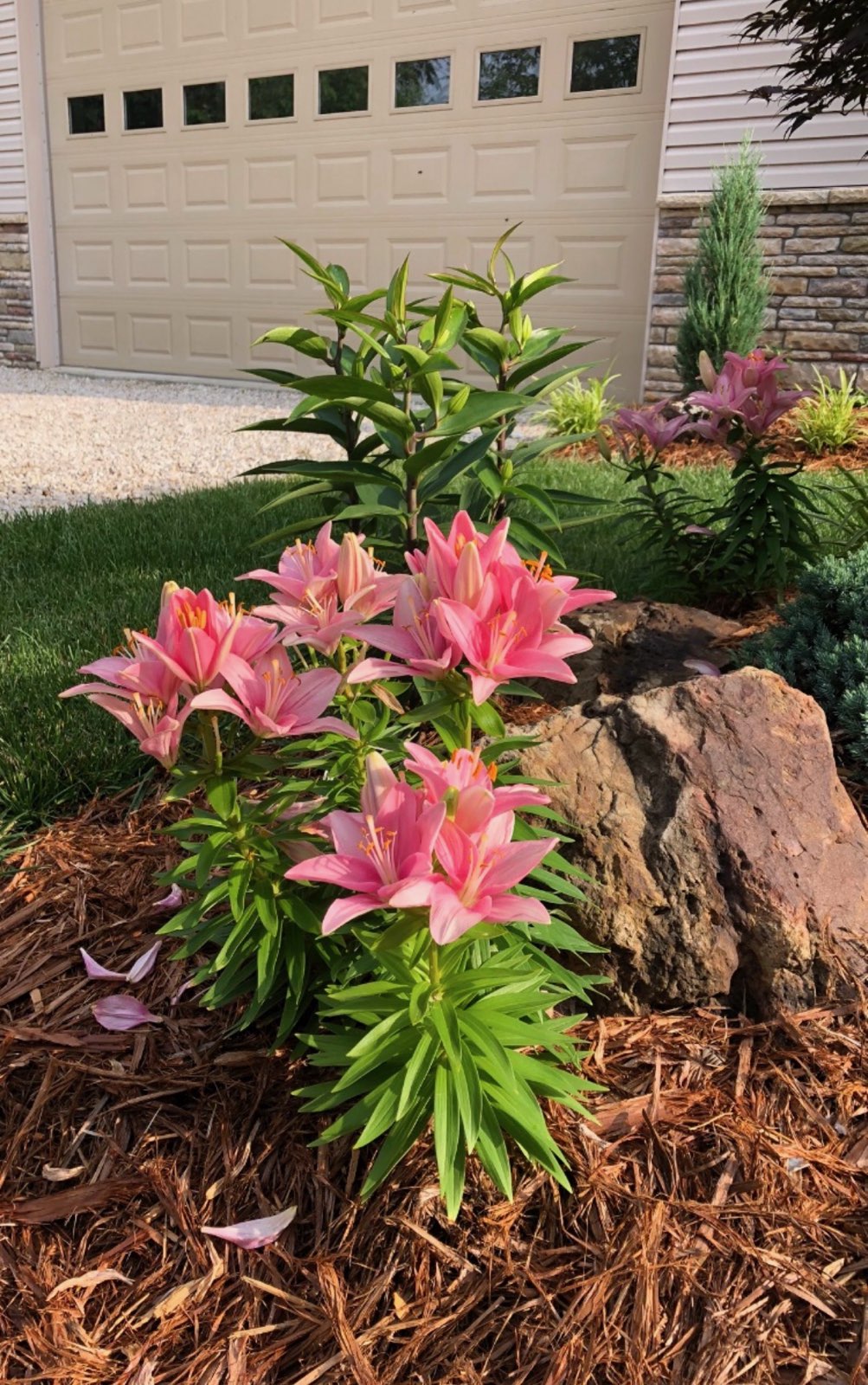 Pink lilies blooming in a fresh mulch bed with a boulder accent