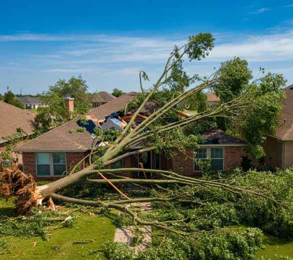 Tree & Brush Removal